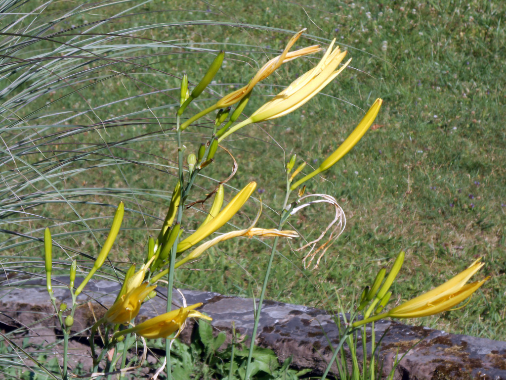 CHRISTIANE ALLENBACH FLEURS JAUNES NI