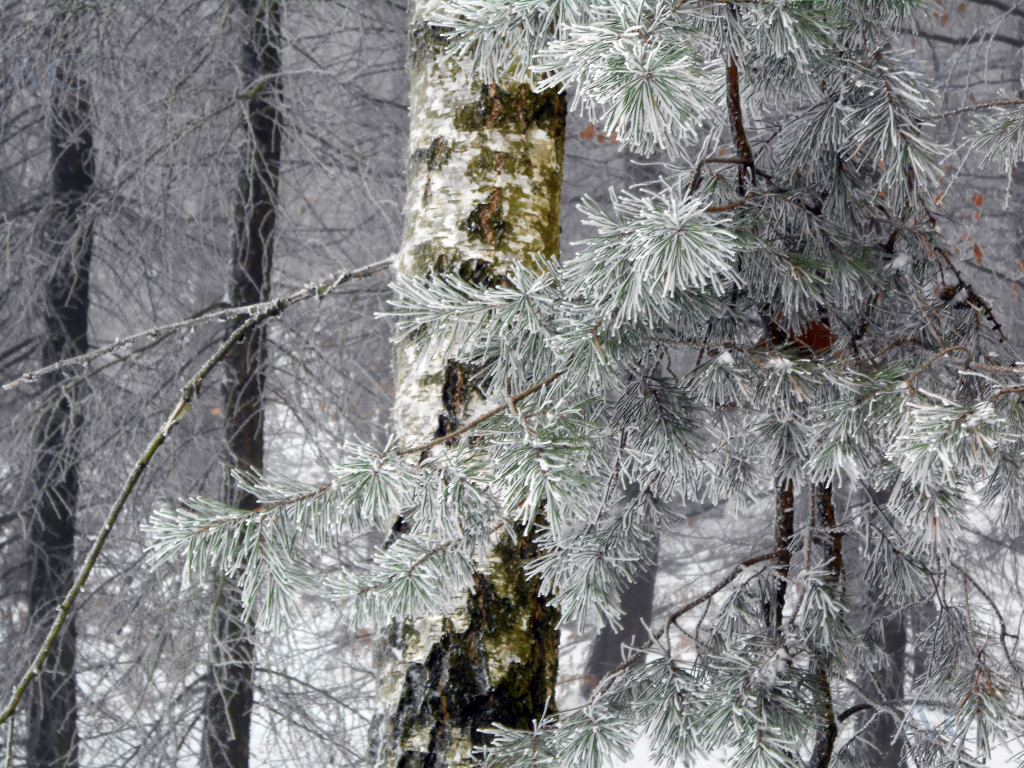 CHRISTIANE ALLENBACH NEIGE FIN 2018