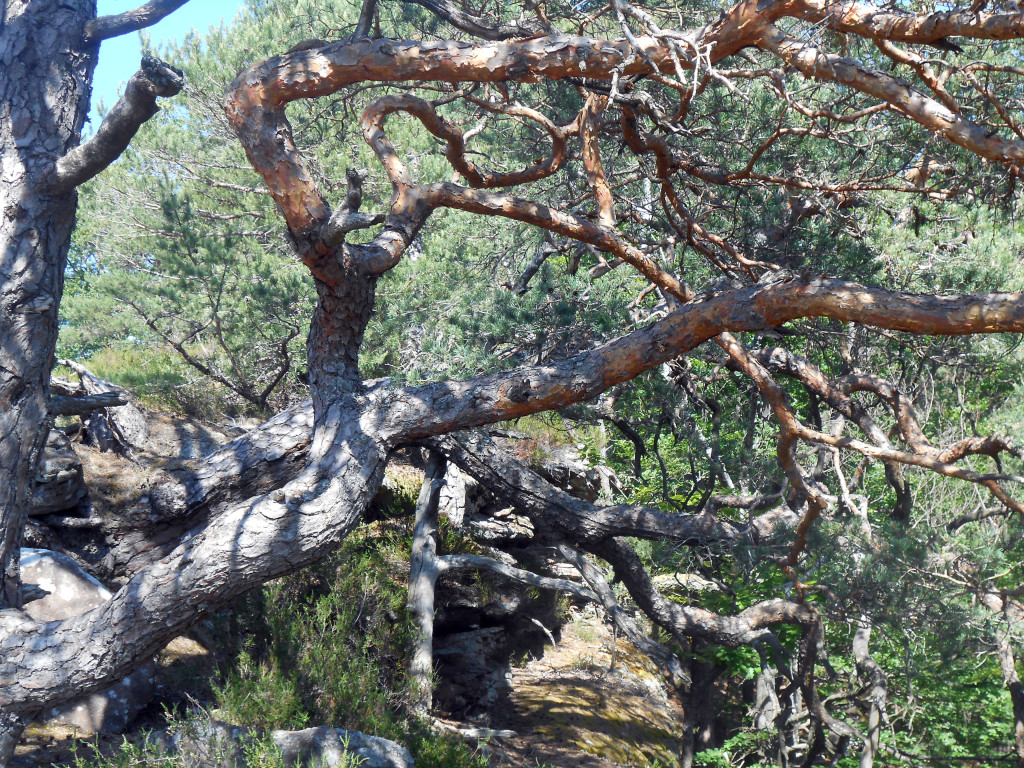 CHRISTIANE ALLENBACH PIN OBSERVATOIRE