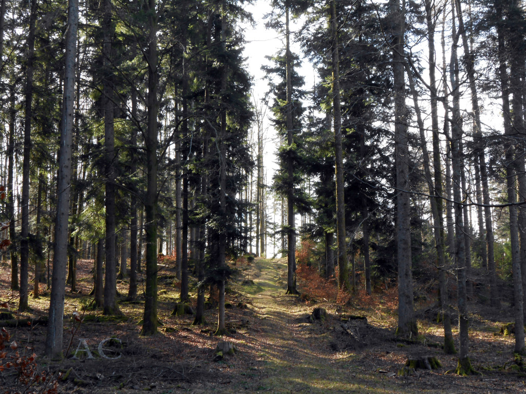 CHRISTIANE ALLENBACH SAPINS DONON