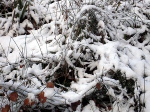 allenbach-christiane-premiere-neige-2017-12