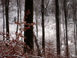 allenbach-christiane-premiere-neige-2017-32