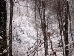 allenbach-christiane-premiere-neige-2017-38