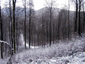 allenbach-christiane-premiere-neige-2017-45