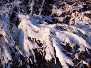 allenbach-christiane-premiere-neige-2017-90