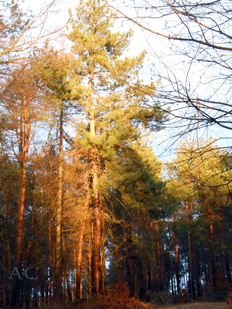 CHRISTIANE ALLENBACH TAUBENSEE (2)